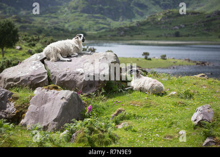 Schafe in der Nähe der Lücke von Dunloe im Nationalpark Killarney, Kerry, Irland Stockfoto