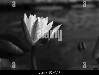 Lotus Blume, Schwarz und Weiß Schwarzweiß Stockfoto