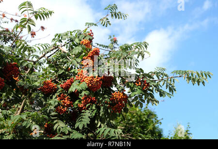 Viele Vogelbeeren Früchte hängt an grüne Zweige gegen den blauen Himmel mit weißen Wolken im sonnigen Sommertag horizontale Ansicht Nahaufnahme Stockfoto