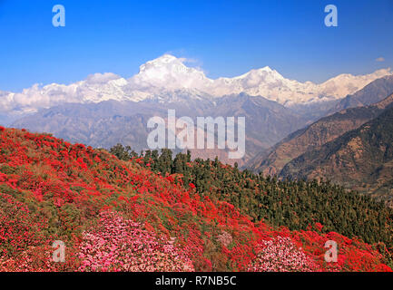 Größe der Natur. Blühenden Rhododendronhain auf dem Hintergrund des Schnees Gipfel der Dhaulagiri (8167 m) im Himalaya, Nepal. Stockfoto