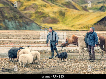 Landwirte auf Schafe sammeln, Landmannalaugar Central Highlands, Island Stockfoto