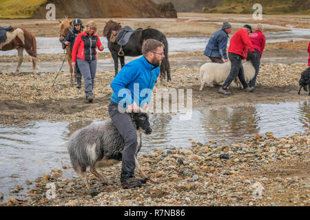 Landwirte auf Schafe sammeln, Landmannalaugar Central Highlands, Island Stockfoto