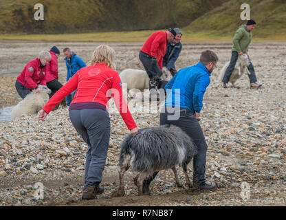 Landwirte auf Schafe sammeln, Landmannalaugar Central Highlands, Island Stockfoto