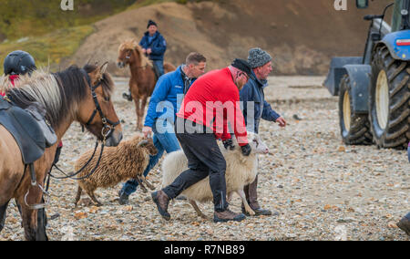 Schafe sammeln, Landmannalaugar Central Highlands, Island Stockfoto