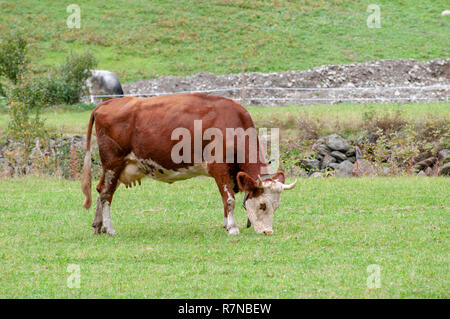 Tiroler Braun Kuh ohne Hörner Weide auf der Alp, Stubaital, Tirol, Österreich Stockfoto