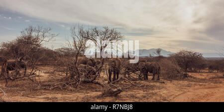 Südafrika Wildlife: Herde von Elefanten in Unter buschfeld von Ihnen zerstört Schieben über Bäume saftiger Holz und Blätter in den von der Dürre zu erreichen. Stockfoto