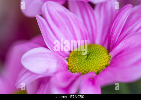 Nahaufnahme einer rosa Blume Chrysantheme Stockfoto