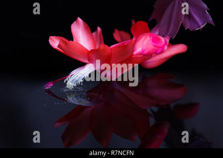 Helles rot rosa Blume close-up auf schwarzem Hintergrund. Blühende rote Weihnachtskaktus Schlumbergera. Epiphyllanthus, Epiphyllum, Zygocactus, Zygocereus. Stockfoto