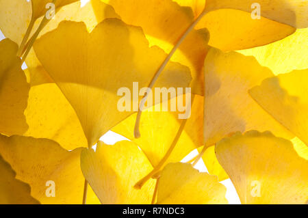 Ginkgo Biloba Blätter Stockfoto