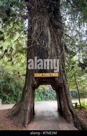 Klamath, CA - 20. November 2018: Tour Thru Baum in der kleinen Stadt Klamath ist ein Symbol der Kalifornischen Redwoods National Park. Fahrzeughalter können p Stockfoto