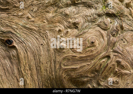 WA 15483-00 ... WASHINGTON - Eine alte ohne Rinde anmelden und bedeckt mit maserknollen entlang der Loop Trail durch den Hain Der Patriachs in Mount Rainie gefunden Stockfoto