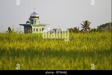 Indonesien, Java, Ijen, Reis Dach einer Moschee auftauchen von einem Reisfeld Stockfoto