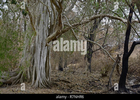 CENTRAL QUEENSLAND NACH DEN BRÄNDEN Stockfoto