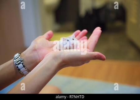 Niedliche Exotic Weibchen Winter White Dwarf Hamster auf Eigentümer palm Hände. Winter White Hamster ist im Winter Weißen Zwerg, dshungarischen oder Sibirien bekannt Stockfoto