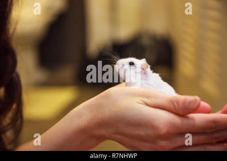 Niedliche Exotic Weibchen Winter White Dwarf Hamster auf Eigentümer palm Hand. Winter White Hamster ist im Winter Weißen Zwerg, dshungarischen oder Sibirische bekannt Stockfoto