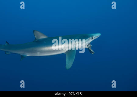 Blue Shark - Requin Bleu (prionace Hastata), Insel Pico, Azoren Archipel. Stockfoto