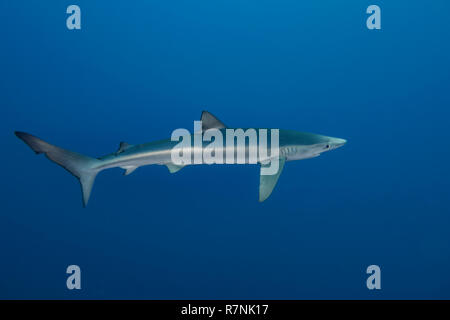 Blue Shark - Requin Bleu (prionace Hastata), Insel Pico, Azoren Archipel. Stockfoto