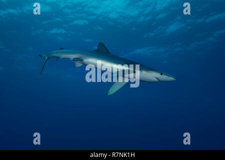 Blue Shark - Requin Bleu (prionace Hastata), Insel Pico, Azoren Archipel. Stockfoto