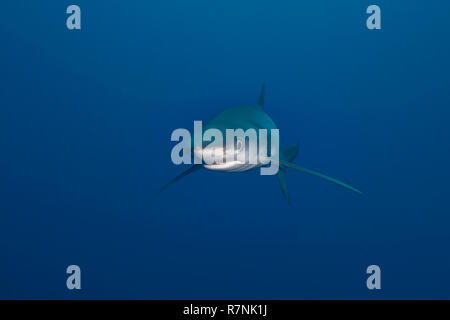 Blue Shark - Requin Bleu (prionace Hastata), Insel Pico, Azoren Archipel. Stockfoto