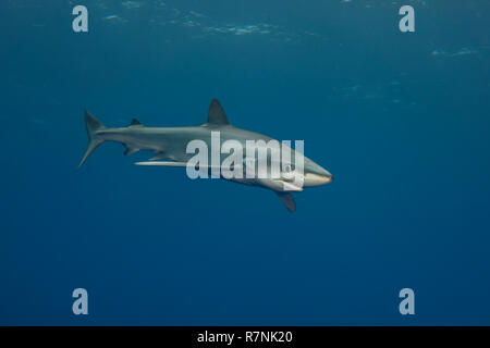 Blue Shark - Requin Bleu (prionace Hastata), Insel Pico, Azoren Archipel. Stockfoto