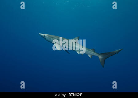 Blue Shark - Requin Bleu (prionace Hastata), Insel Pico, Azoren Archipel. Stockfoto