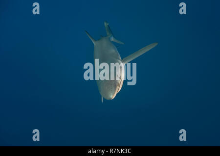 Blue Shark - Requin Bleu (prionace Hastata), Insel Pico, Azoren Archipel. Stockfoto