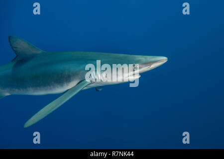 Blue Shark - Requin Bleu (prionace Hastata), Insel Pico, Azoren Archipel. Stockfoto