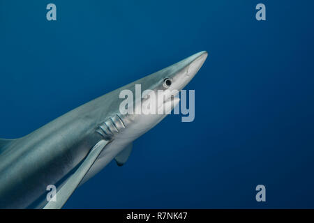 Blue Shark - Requin Bleu (prionace Hastata), Insel Pico, Azoren Archipel. Stockfoto