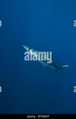 Blue Shark - Requin Bleu (prionace Hastata), Insel Pico, Azoren Archipel. Stockfoto