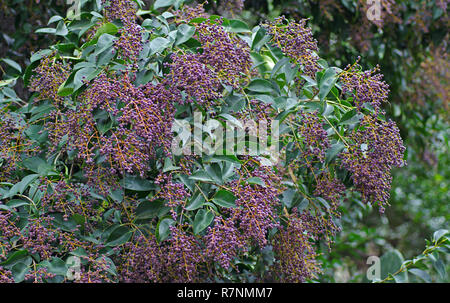 Ligustrum japonicum, das Wachs - Blatt Liguster oder japanischer Liguster, Familie Fabaceae Stockfoto