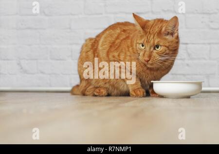 Hungrige Katze vor einem futternapf sitzen und Wegsehen. Stockfoto