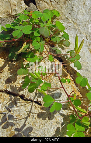 Oxalis corniculata, die schleichende woodsorrel oder liegend Yellow woodsorrel, Familie Oxalidaceae, mit explosiven Samenverbreitung Stockfoto