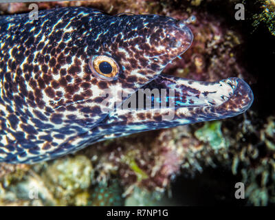 Beschmutzt, Moray, Gymnothorax moringa ist für mittlere bis große Muränen. Weitere Namen gehören Meeraal Stockfoto