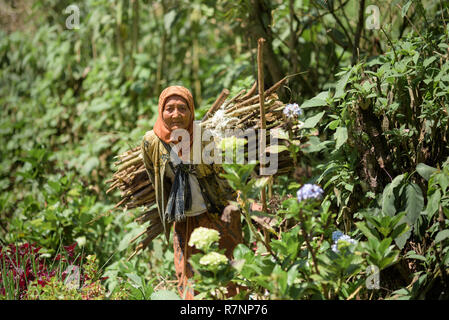 Eine berufstätige Frau in der traditionellen javanischen Kleidung wird von hinten entlang eine Dorfstraße, Brennholz, die ihr wieder gesehen. Stockfoto