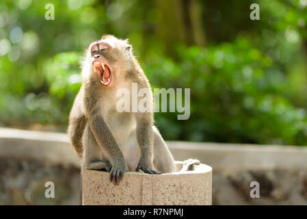 Long-tailed macaque Affen frei unter den Balinesischen hinduistischen Tempel der Heiligen Ubud in Bali, Indonesien. Stockfoto