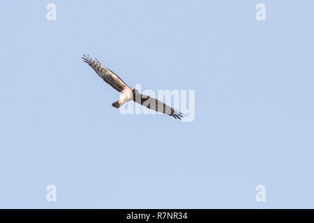 Ein einziges Weibchen der Nördlichen Harrier von unten Jagd auf und neben dem Wasser in die Everglades, Florida, Vereinigte Staaten von Amerika gesehen Stockfoto