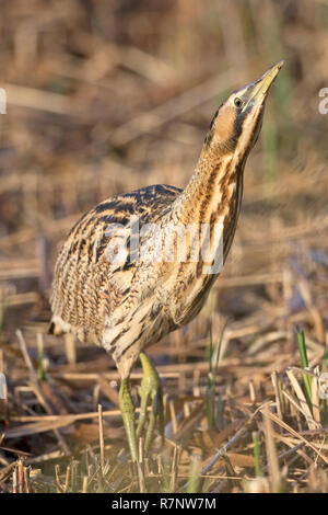 Rohrdommel (Botaurus Stellaris) Stockfoto