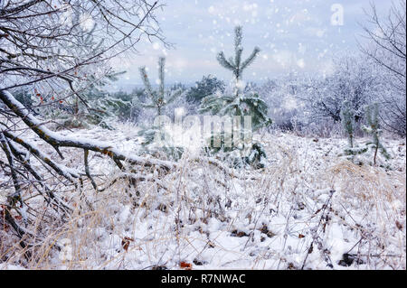 Winterlandschaft schneebedeckte Bäume im frostigen Tag Stockfoto
