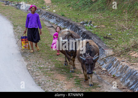 Ha Giang, Vietnam - am 18. März 2018: die ethnische Minderheit der Hmong Frau wandern Rinder in der Nähe von Mountain Road im Norden von Vietnam Stockfoto