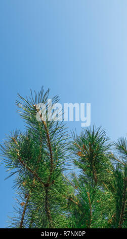 Schönen natürlichen reizvolle wunderschöne Bild einer Kiefer Ansicht der Abteilung auf einem natürlichen blauen Himmel Hintergrund in einem Herbst warmen und sonnigen Morgen. Kiefer Stockfoto