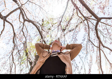 Suchen, Low Angle View auf einen Mann von Cherry Blossom sakura Ast im Frühjahr mit den Händen hinter dem Kopf glücklich, Niederlassungen, Sun, genießen sonnige weath Stockfoto