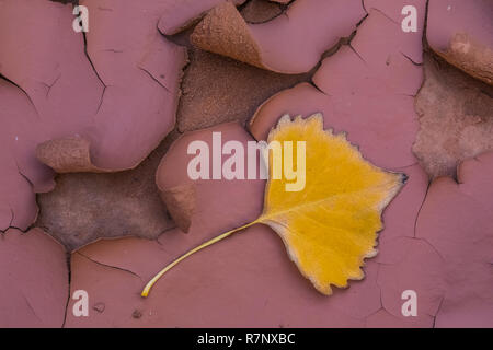 Gefallenen Fremont Cottonwood, Populus fremontii, Blatt auf Rissbildung Schlamm nach einer flutartigen Überschwemmung in der Nähe von Moon House Ruin auf Cedar Mesa, einst Teil der Bären Ohren Nat Stockfoto