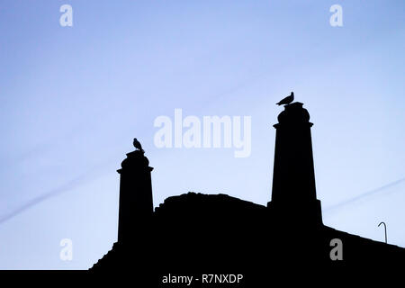 Silhouetten von Möwen auf dem Dach Schornsteine gegen einen klaren, blauen Himmel Hintergrund. Kopieren Sie Platz. Stockfoto