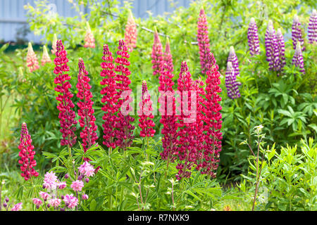 Schöne Blumen Lupinen blühen auf ein Blumenbeet im Garten. zurück von Hof nahe bis Stockfoto