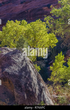 Fremont Pappeln, Populus fremontii, in der Schlucht unten Moon House Ruin auf Cedar Mesa, einst Teil der Bären Ohren National Monument, Utah, USA Stockfoto