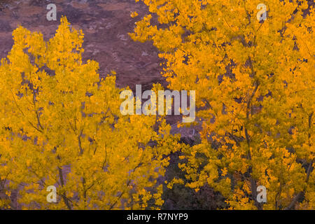 Herbst Fremont Pappeln, Populus fremontii, McLoyd Canyon unter Mond Haus Ruine auf Cedar Mesa, einst Teil der Bären Ohren National Monument, Massachusetts, Stockfoto