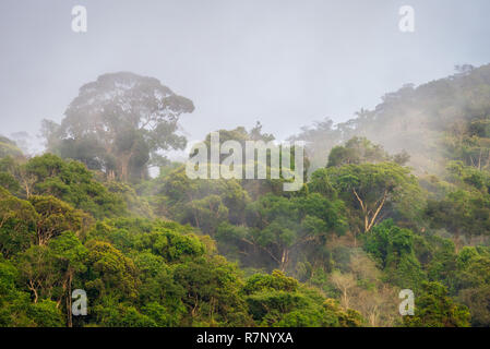 Morgennebel im Brasilianischen südöstlichen Atlantik Wald. Stockfoto