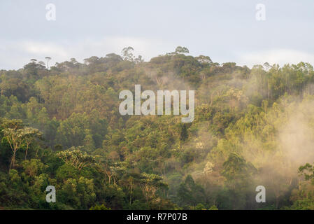 Morgennebel im Brasilianischen südöstlichen Atlantik Wald. Stockfoto