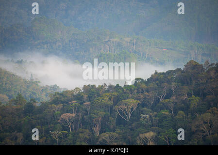 Nebel im Brasilianischen südöstlichen Atlantik Wald Stockfoto