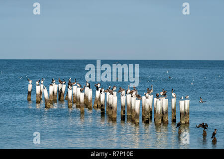 Old Naples, Florida pier Pfähle im Golf von Mexiko mit Holzsteg, viele Vögel, Pelikane und Kormorane, fliegen durch das Meer am Strand. Stockfoto